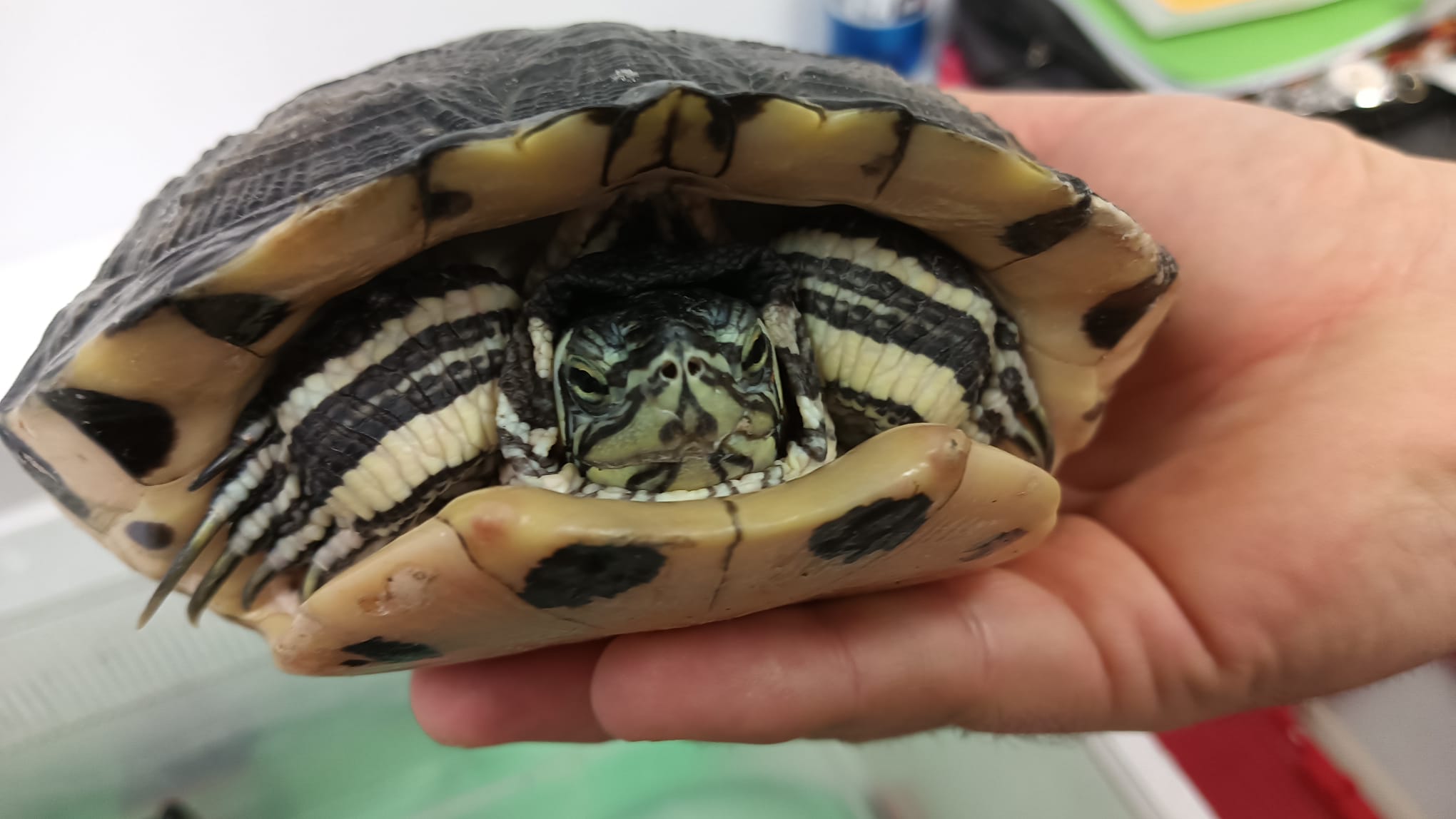 Herpetológia pre mladých!